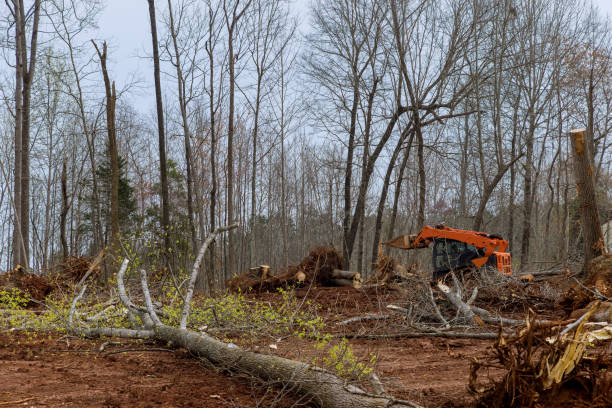 Reliable Red Lake Falls, MN Tree Care Solutions