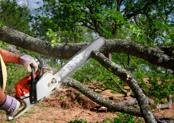 Trusted Red Lake Falls, MN Tree Care Experts